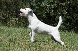 PARSON RUSSEL TERRIER 149